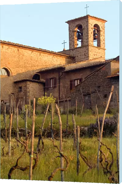 Above rows of grapevines, a church bell tower stands, in the Lamole area of Tuscany