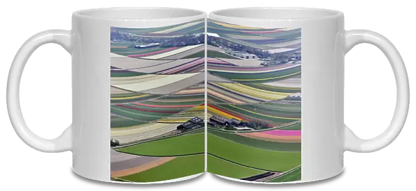 Aerial view of flower field patterns surrounding Amsterdam, Holland