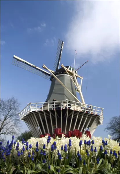 Netherlands (aka Holland), Lisse. Keukenhof Gardens, the worlds largest bulb