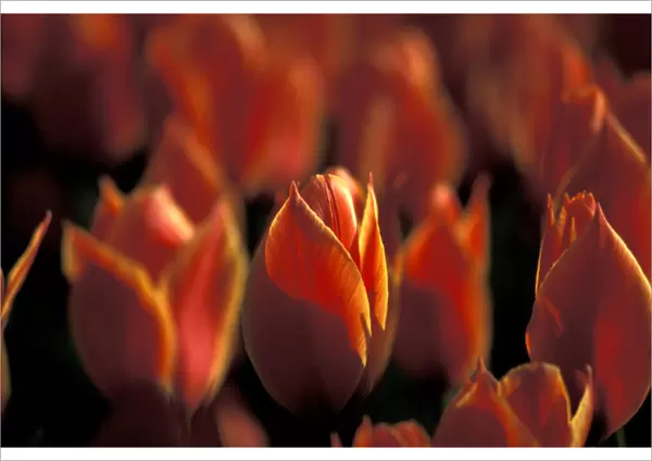 Netherlands, Keukenhof Tulips