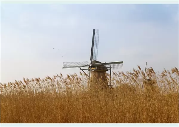Windmills along the canal in Kinderdijk, Netherlands