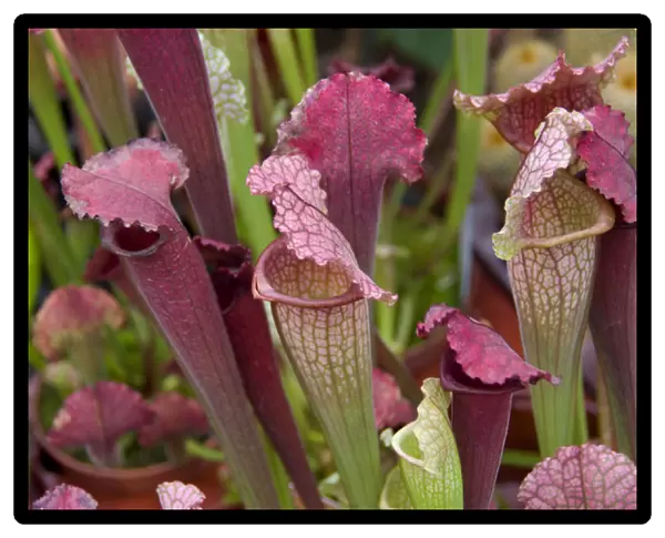 Bright colorful pitcher plants at the Bloemenmarket