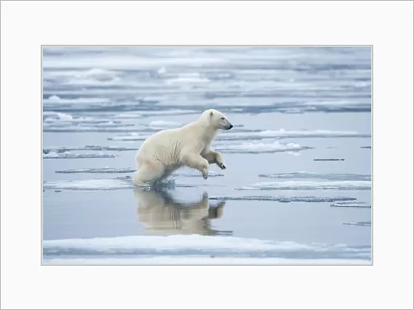 Norway, Svalbard, Nordaustlandet, Polar Bear (Ursus maritimus) leaping across pools