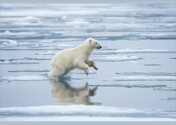 Norway, Svalbard, Nordaustlandet, Polar Bear (Ursus maritimus) leaping across pools