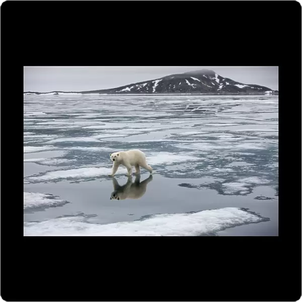 Norway, Svalbard, Nordauslandet, Polar Bear (Ursus maritimus) on fjord ice at Sabinebukta