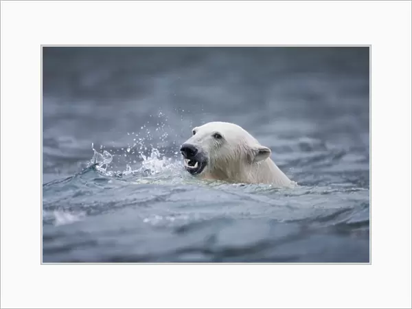 Norway, Svalbard, Spitsbergen Island, Polar Bear (Ursus maritimus) swimming in cold