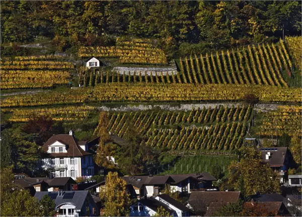 Swiss village and vineyards, Interlaken, Switzerland