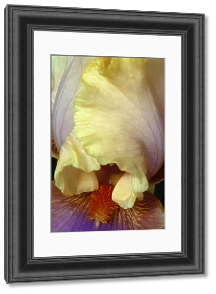 Michigan, Rochester Bearded Iris, domestic