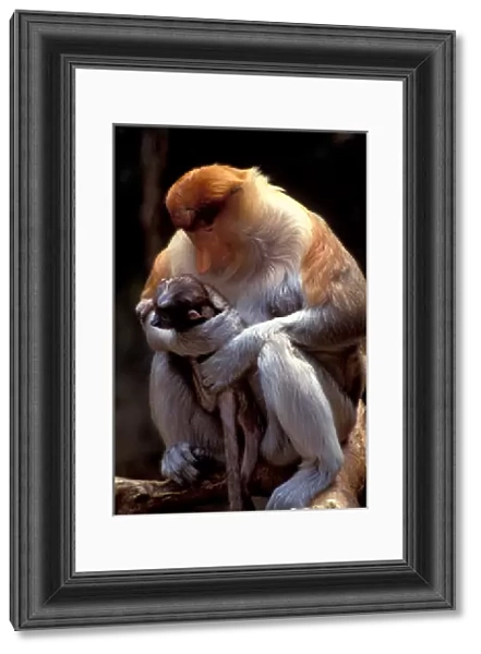 Southeast Asia, Proboscis monkey, mother and baby, primate