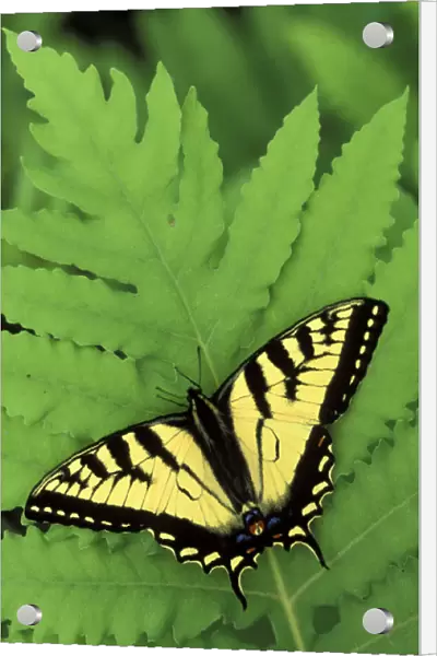 Michigan, Houghton Lake. Tiger Swallowtail on fern (Papilio glaucus  /  Osmunda)