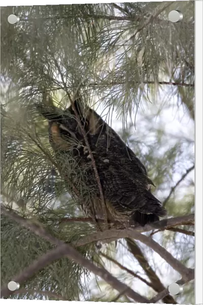 Long-eared owl in Anza-Borrego Desert State Park CA