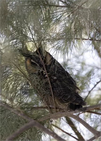 Long-eared owl in Anza-Borrego Desert State Park CA