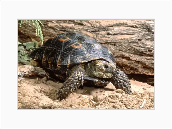 Berlandiers Tortoise Gopherus berlanderi Southern Texas