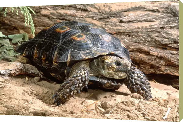 Berlandiers Tortoise Gopherus berlanderi Southern Texas