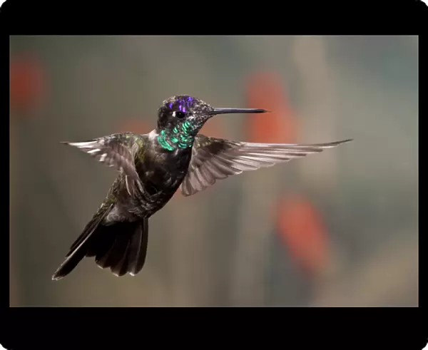 Magnificent (Rivoli s) Hummingbird Eugenes fulgens Southern Arizona
