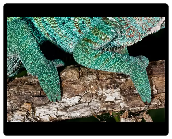 Rainbow Panther Chameleon Fucifer pardalis Native to Madagascar