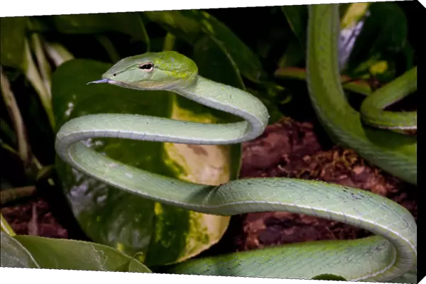 Malaysian Long Nose Vine Snake Ahaetulla prasinus Native to Malaysia