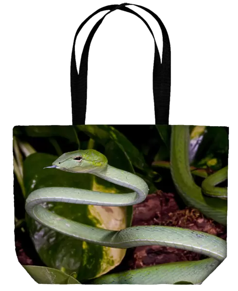 Malaysian Long Nose Vine Snake Ahaetulla prasinus Native to Malaysia