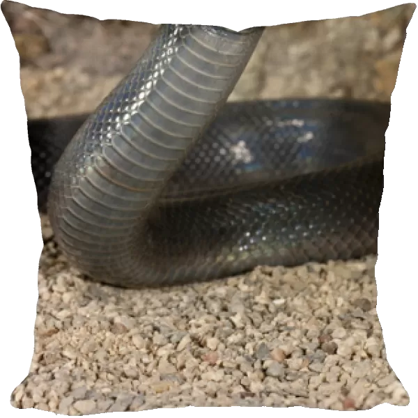 Stiletto Snake (Mole Viper) Atractaspis bibroni Native to East Africa