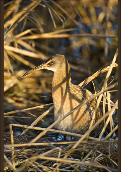 Clapper Rail (Rallus longirostris) adult, also known as marsh hen hunting