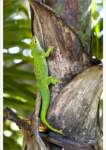 A day gecko crawls up a palm tree. Native to Madagascar. Phelsuma madagascariensis