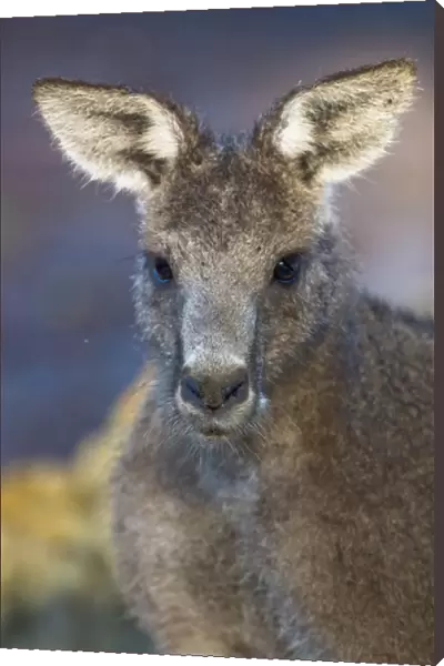 The Eastern Grey Kangaroo (Macropus giganteus) is a marsupial found in southern