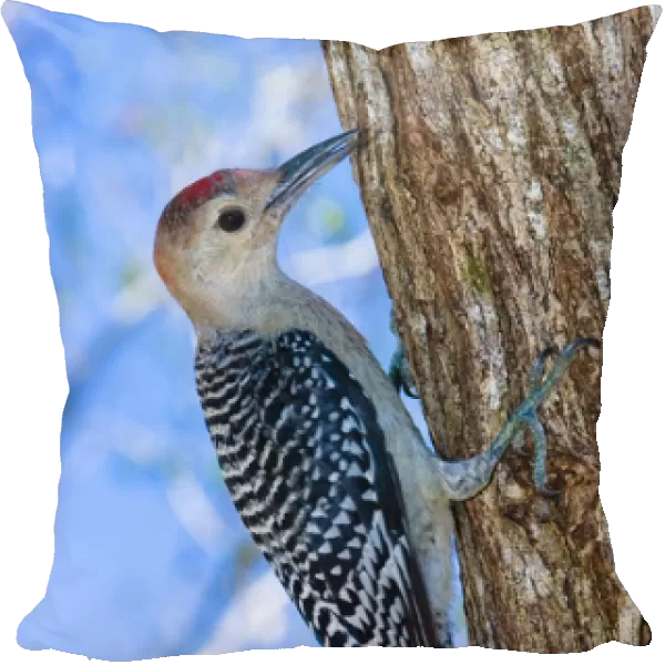 An immature red-bellied woodpecker arrives back on Sanibel Island, Florida in 2004