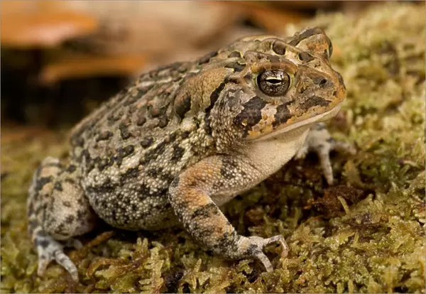 Florida, Southern toad, Bufo terrestris