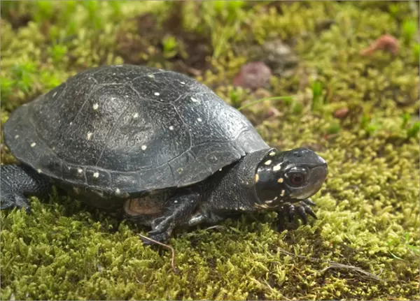Spotted turtle, Clemmys guttata, Controlled situation