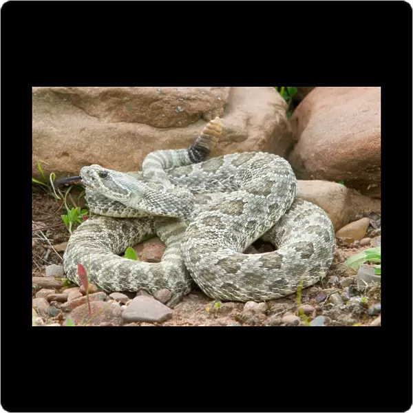 Western Prairie Rattlesnake coiled and ready to strike showing rattler, Crotalus v
