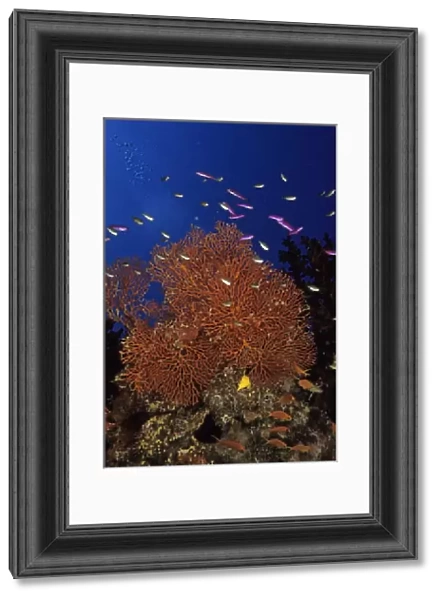 05. Oceania, Fiji. Colorful Sea Fans, other corals and Anthias