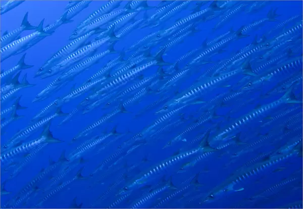 South Pacific, Solomon Islands, Mary Island. Large school of chevron barracuda. Credit as