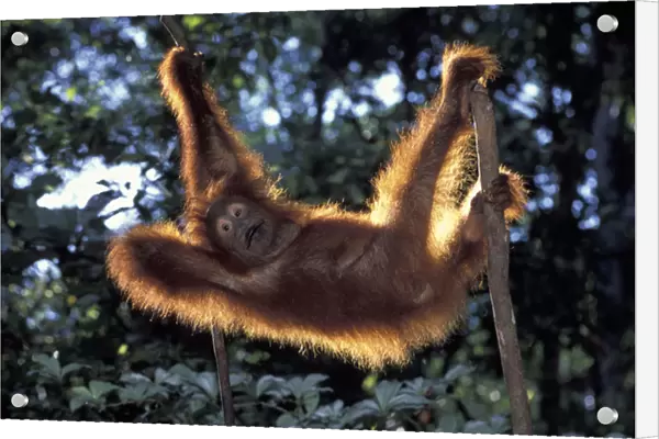 Borneo, Tanjung National Park Orang-utan (Pongo Pygmaeus) juvenile stretching