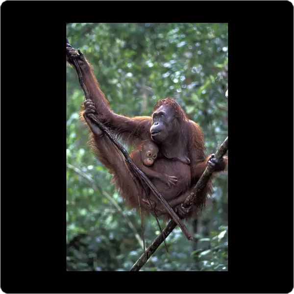 Borneo, Tanjung National Park Orang-utan (Pongo Pygmaeus) mother with baby in