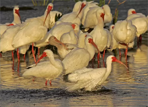 USA, Florida, Palm Beach County. White ibis flock preening and bathing in breeding colors