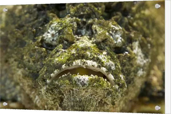 Oceania, Polynesia, Cook Islands, Aitutaki. The poisonous reef stonefish is camouflaged