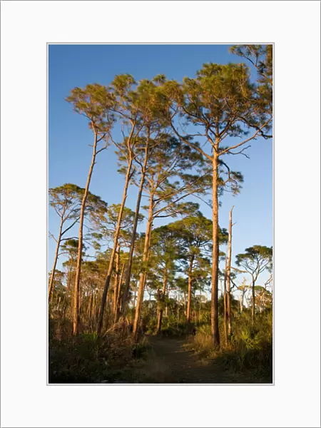 The Osprey Trail in the long-leaf pine forest at Honeymoon Island State Park in Dunedin
