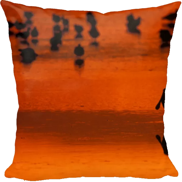 Sanibel, FL Sunset silhouette of a roseate spoonbill, Ajaia ajaja, on the tidal