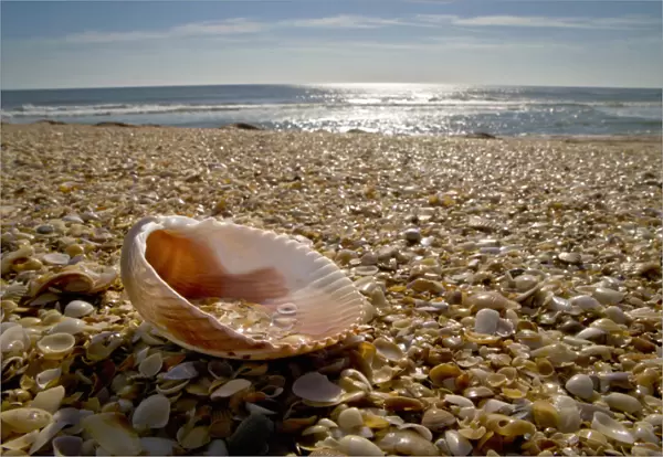 USA, Florida, St. Augustine, shells on the coastline