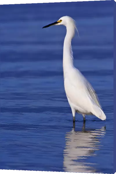 USA, FL, Ft. Myers Beach, Snowy Egret (Egretta thula)