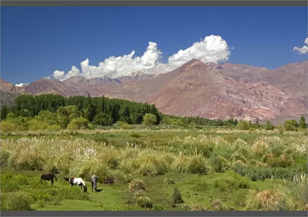 Horse graze in front of the Andes Mountain Range near Upsallata, Argentina