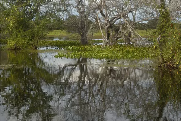 Pantanal Scenery Pantanal. Largest contiguous wetland system in the world. Mato
