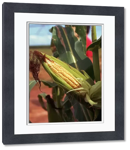 Parana State, Brazil. Maize (sweet corn, Zea mays) field with a ripe head of sweet