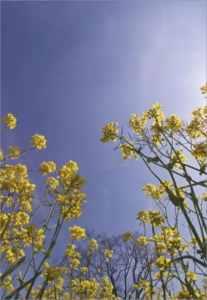 Skyward view of mustard flowers, Brassica napus, Shaker Village of Pleasant Hill