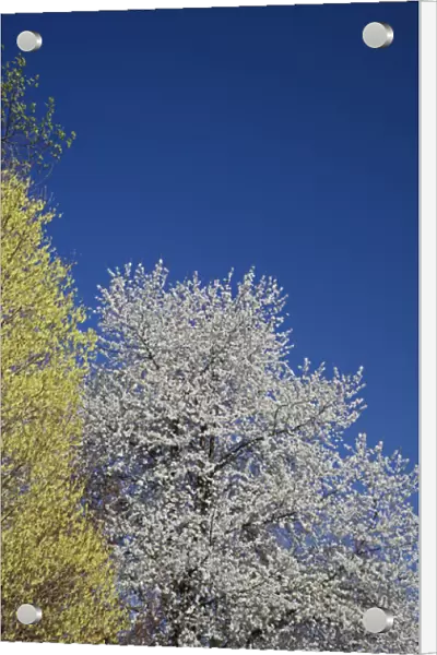 Cherry Tree in full bloom, Louisville, Kentucky