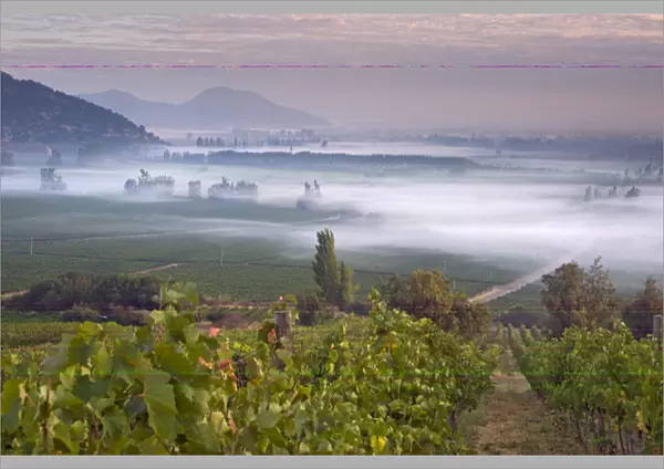 Looking across Syrah vines, early morning fog over the Haras de Pirque vineyards