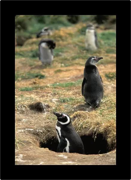 Chile, Seno, Otway. Adult Magellanic Penguin (Spheniscus magellanicus)