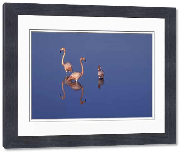 SA, Ecuador, Galapagos Islands American flamingos (P. ruber) and their reflections