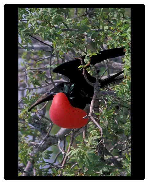 South America, Ecudador, Galapagos Islands. Great Frigatebird (Fregata minor) male