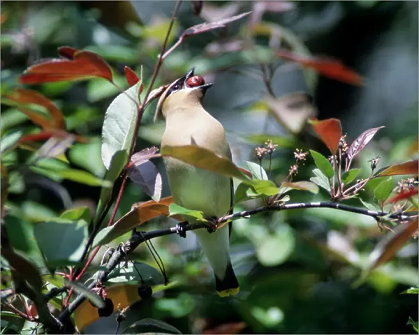 Cedar Waxwing perched eating on a crabapple